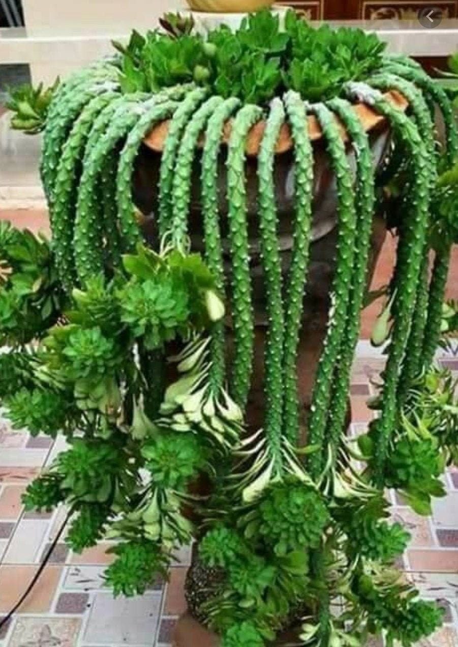 Крестовник Крассула лиановидный