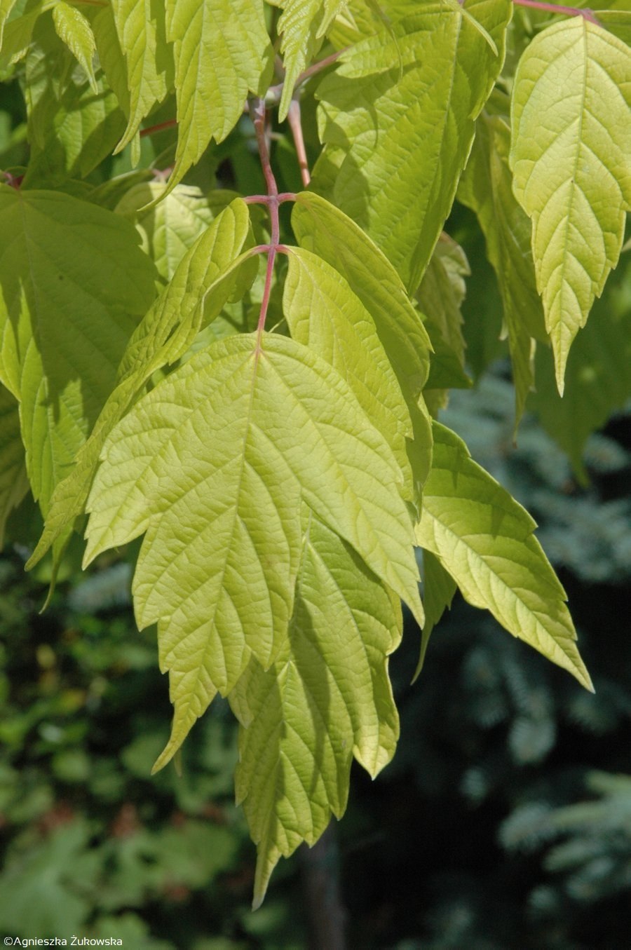 Клён ясенелистный «Aureomarginatum»