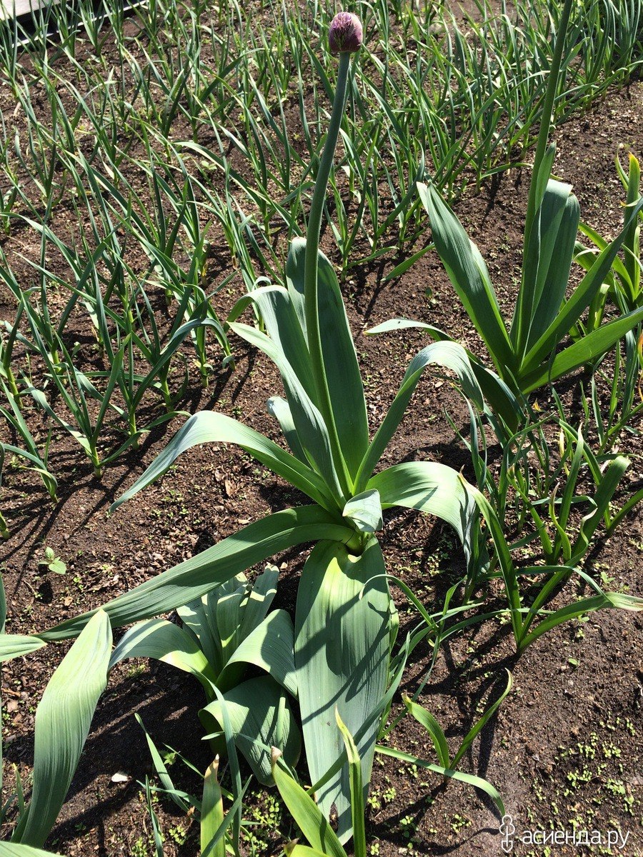 Анзур (лук горный афлатунский)