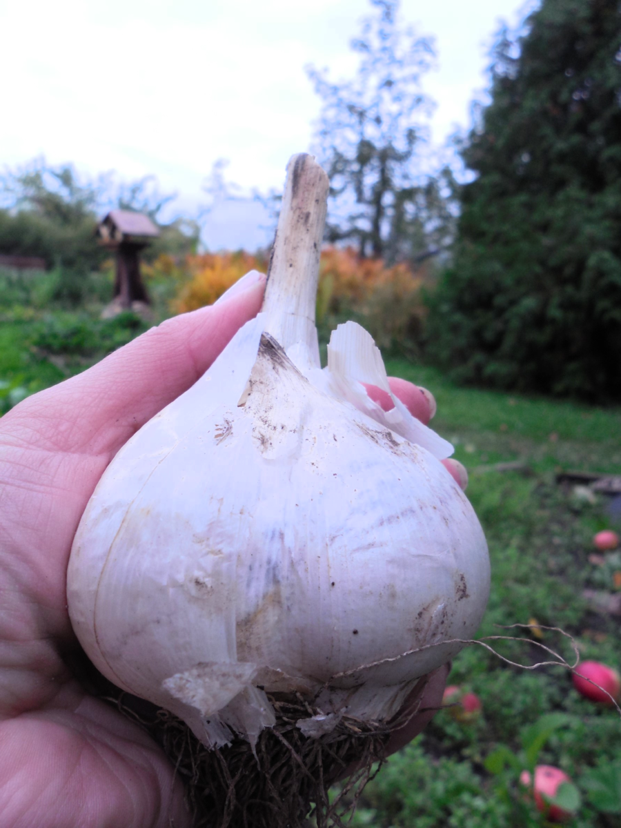 Лук афлатунский всходы