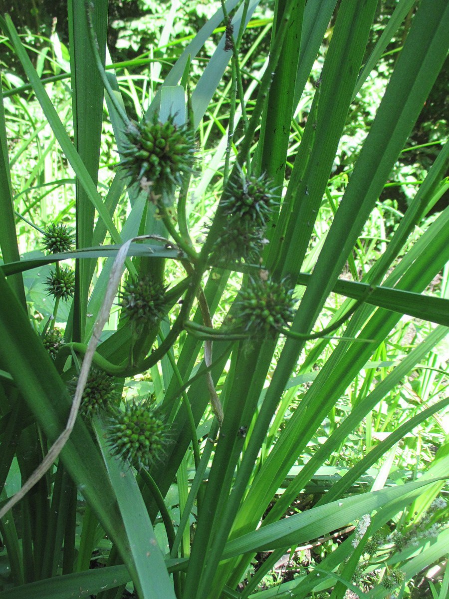 Ежеголовник Ботаническая иллюстрация