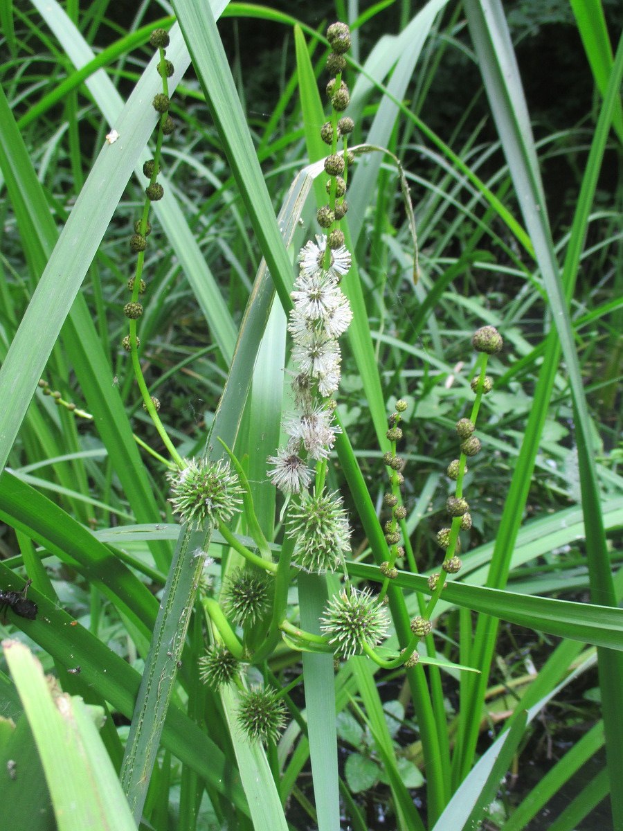 Ежеголовник злаковый