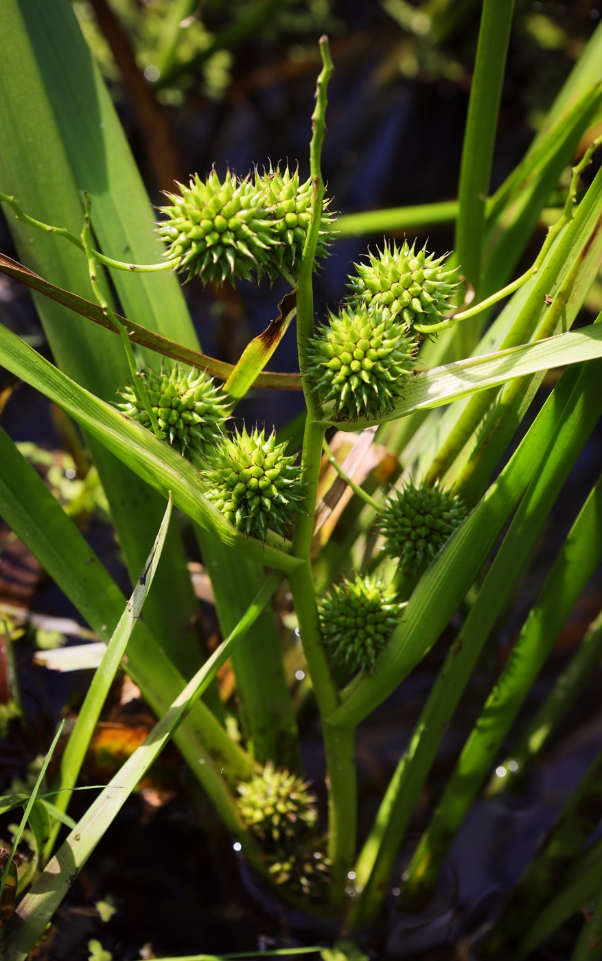 Растение ежеголовник (82 фото)