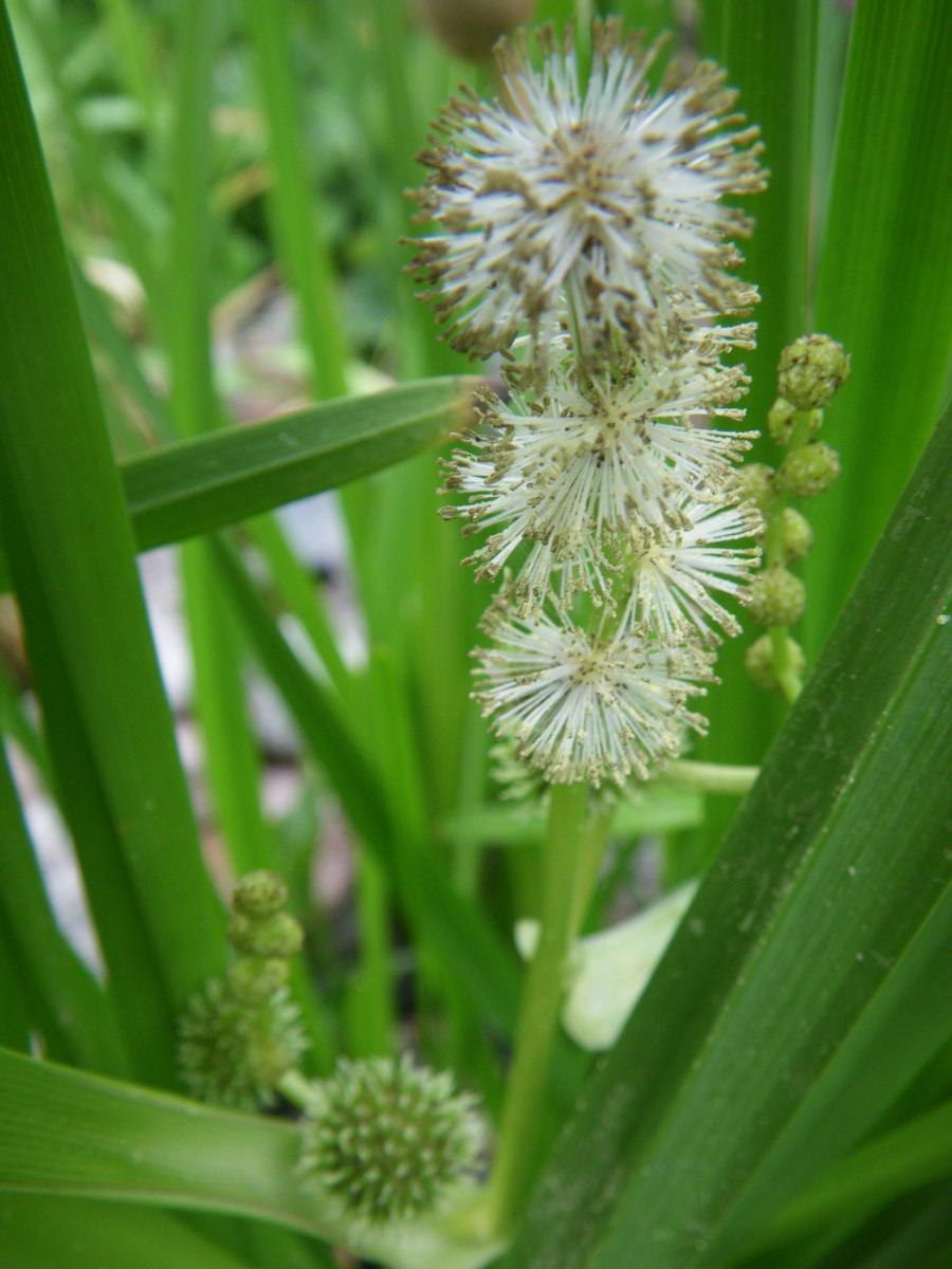 Ежеголовник прямой