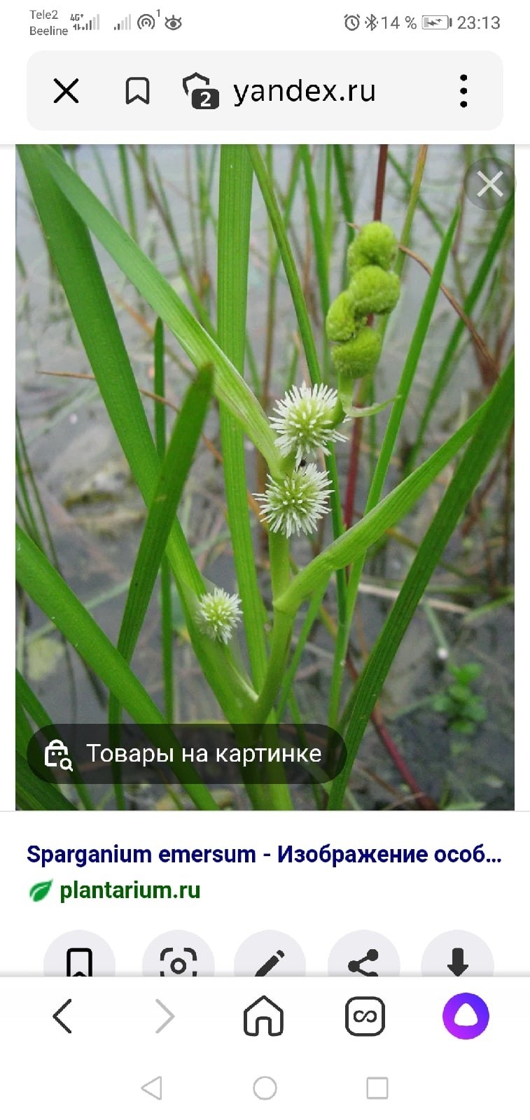 Ежеголовник всплывающий