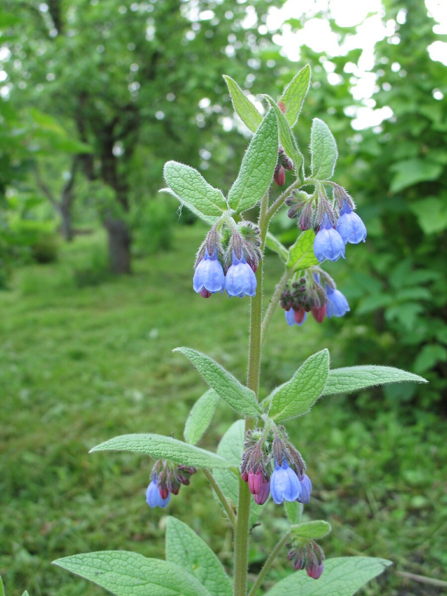 Symphytum officinale окопник