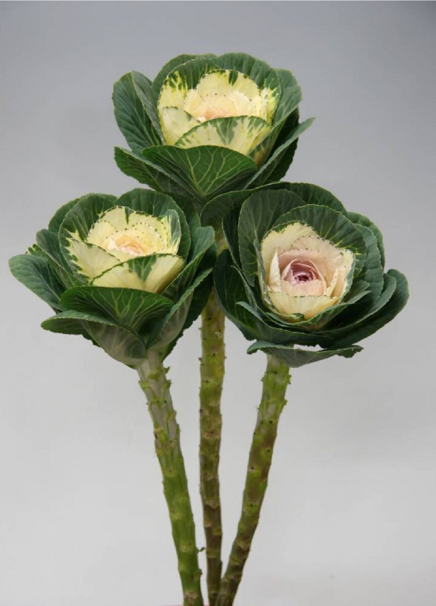 Декоративная капуста Крейн Пинк