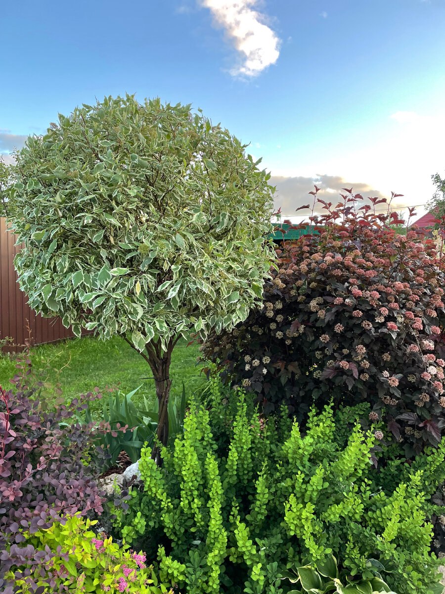 Бересклет пузыреплодник дерен