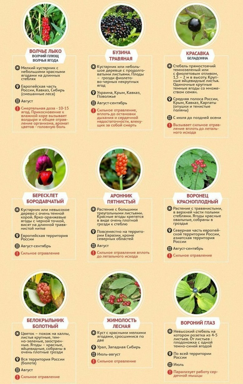 Ядовитые ягоды в лесу