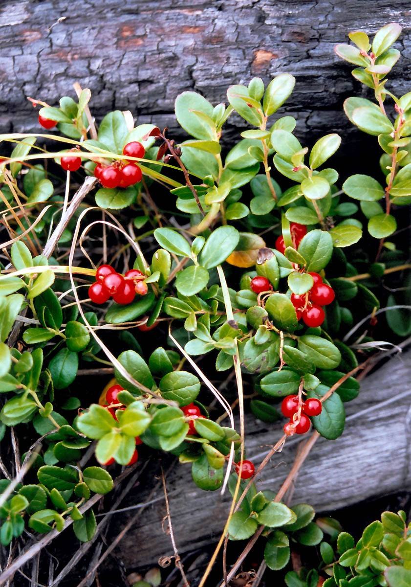 Листья толокнянки обыкновенной