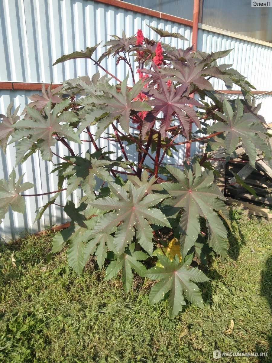 Клещевина Занзибар Грин