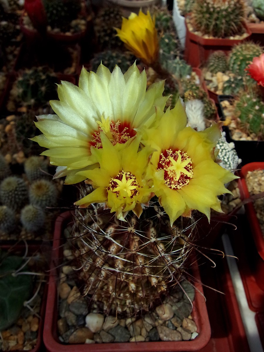 Thelocactus TULENSIS