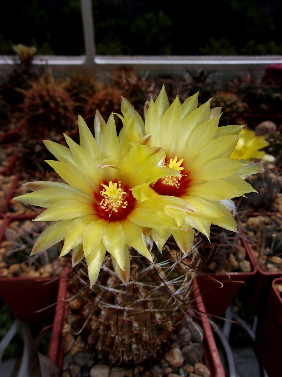 Echinocactus sinuatus