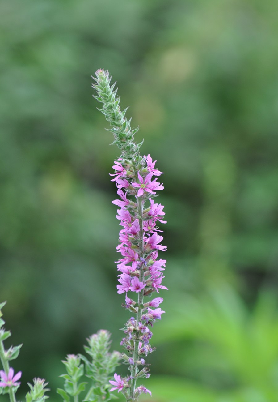 Дербенник иволистный (Lythrum salicaria)