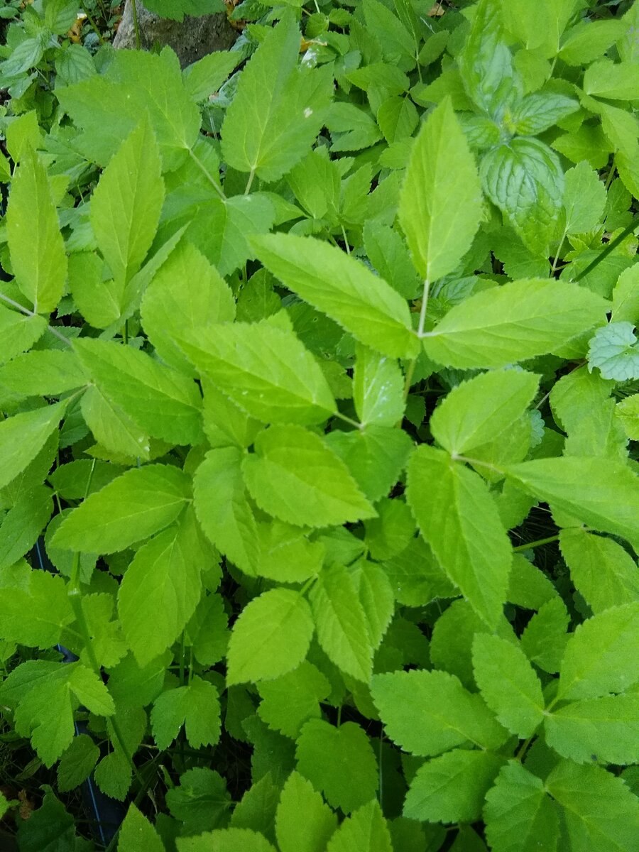 Сныть Вариегата