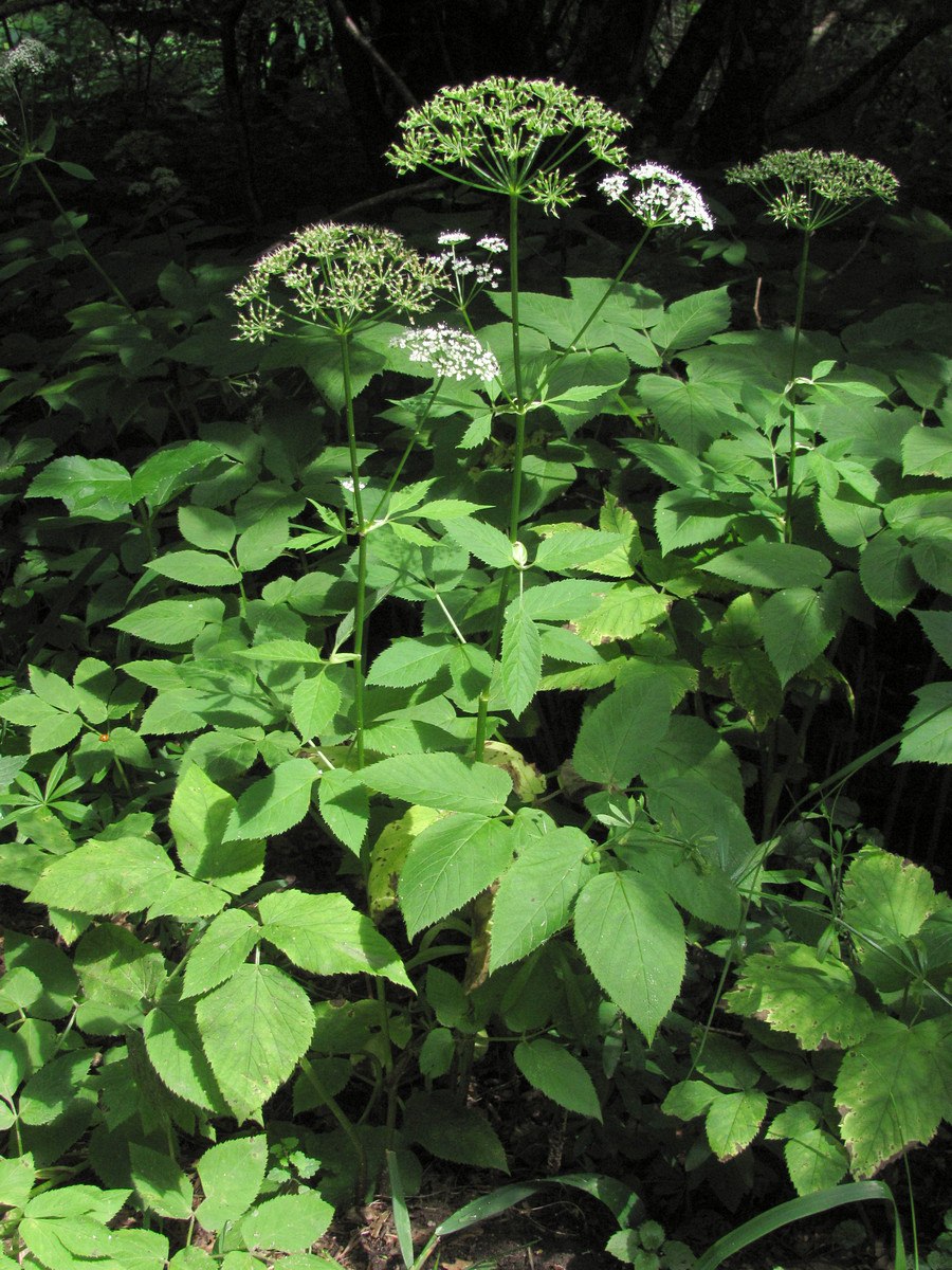 Сныть растение пиканы