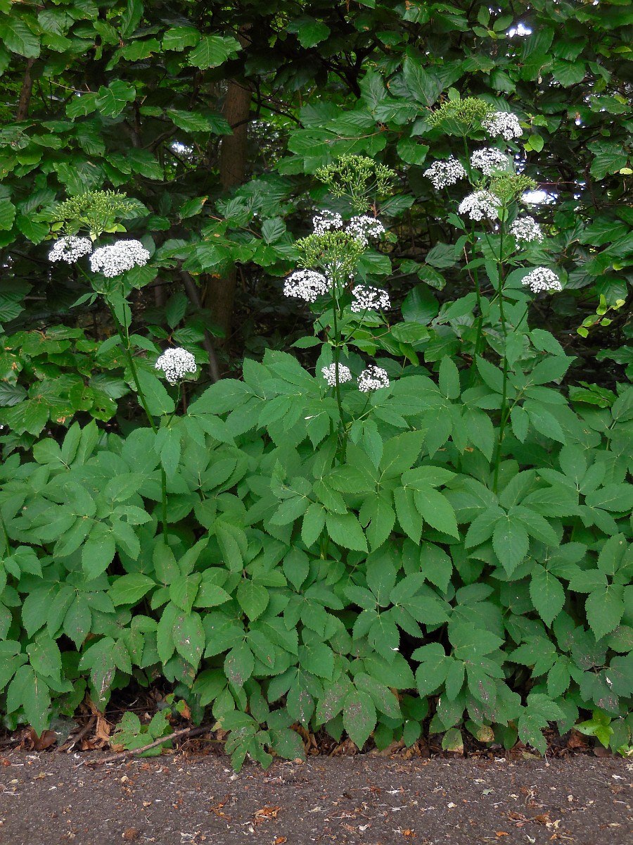 Сорняк сныть трава