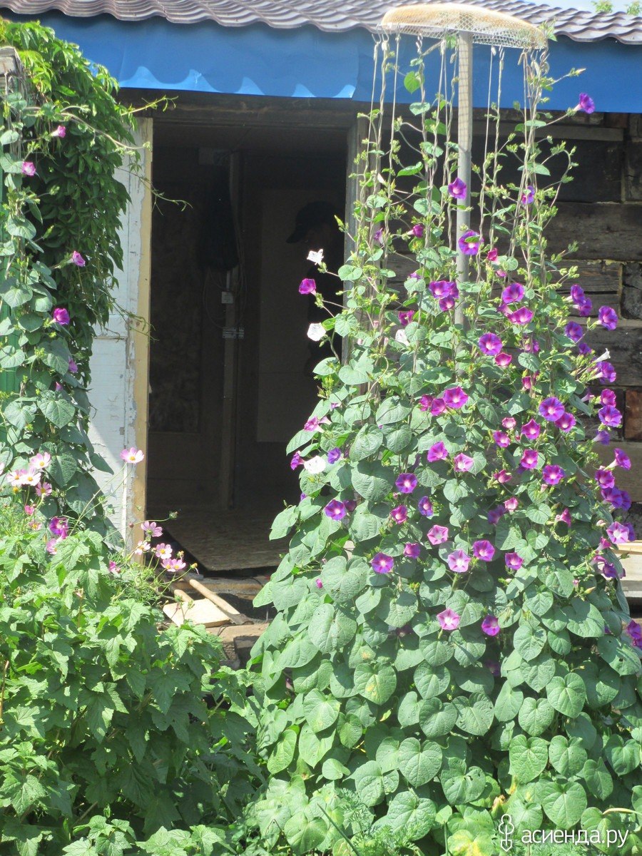 Ипомея красавица