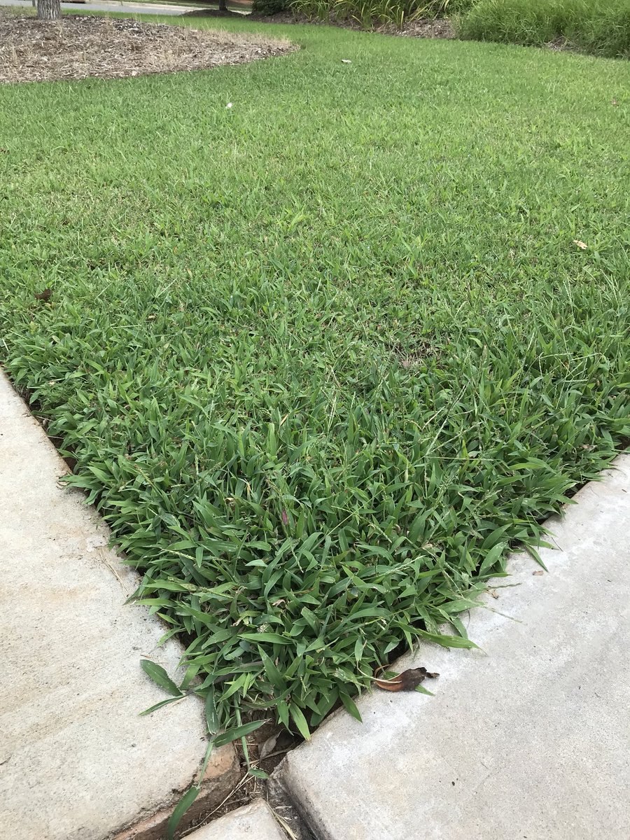 Райграс пастбищный Дабл