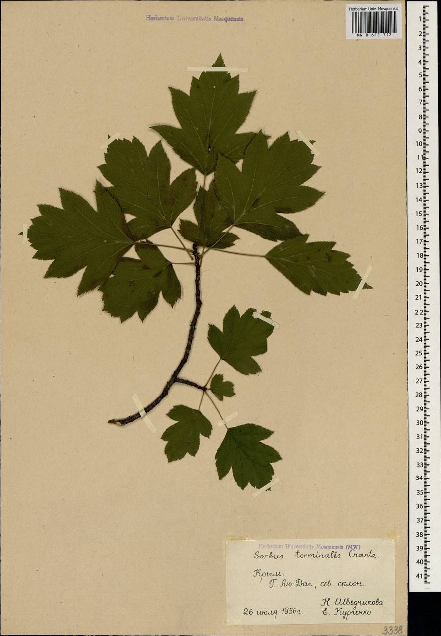 Рябина глоговина Sorbus torminalis