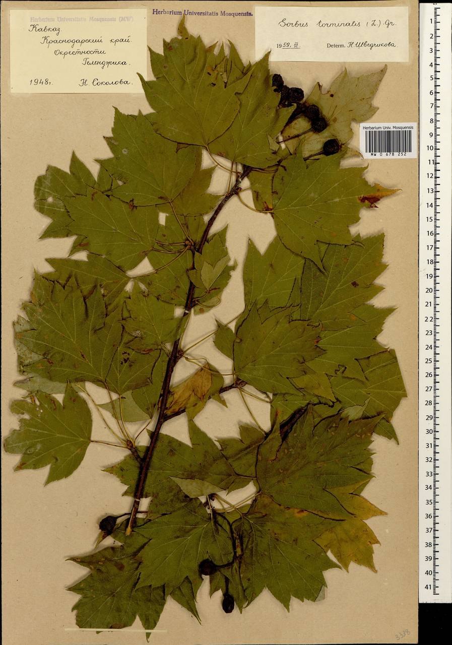 Рябина глоговина гербарий