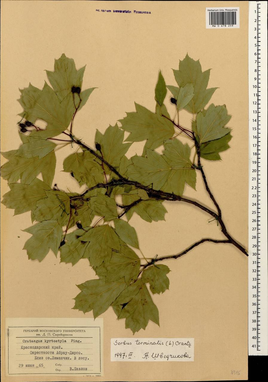 Рябина глоговина листья