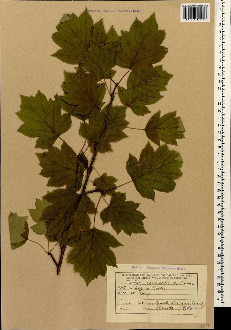 Рябина глоговина листья