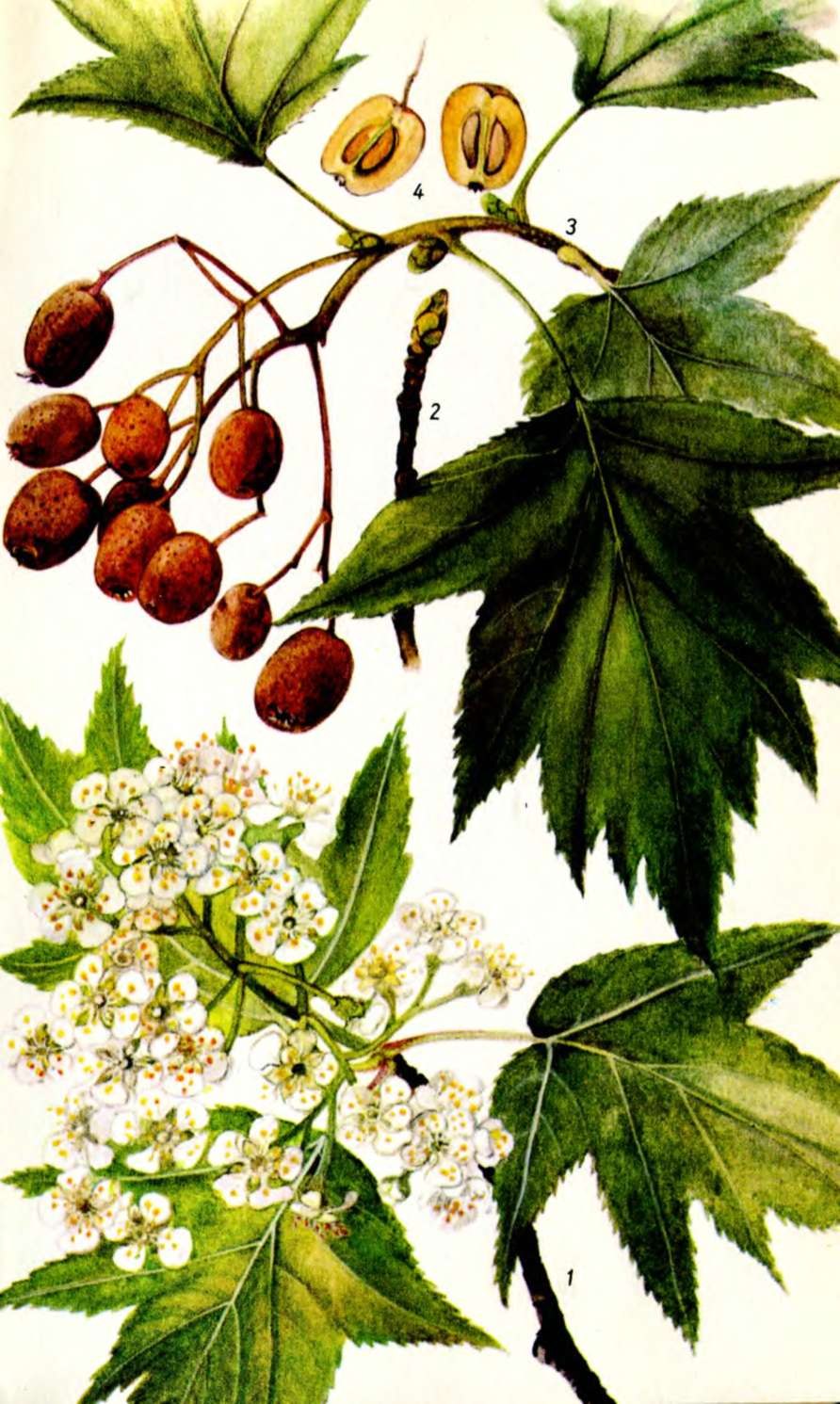 Рябина глоговина гербарий