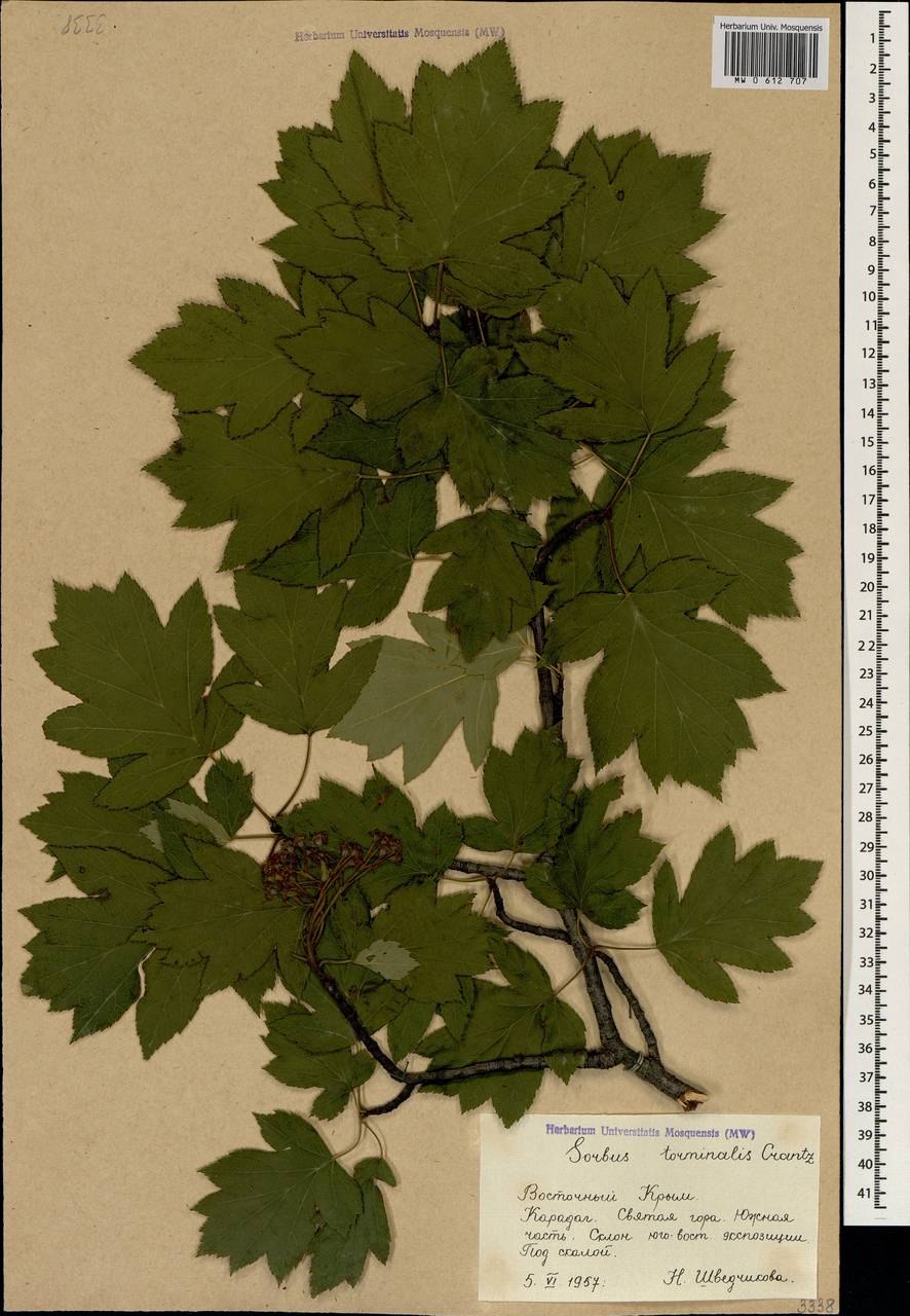 Рябина глоговина листья