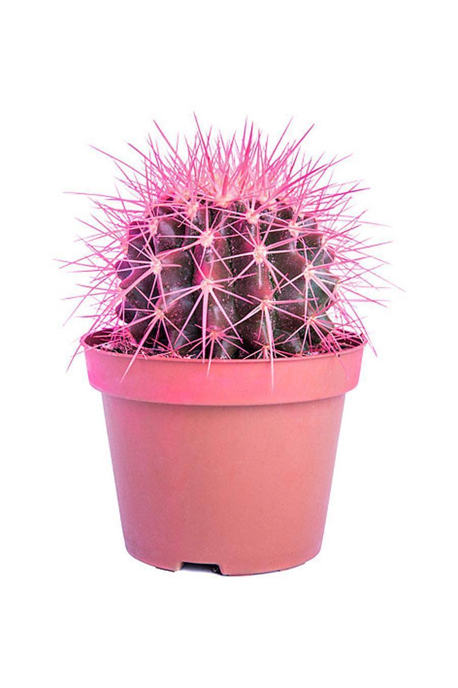 Кактус рейнбоу (66 фото)