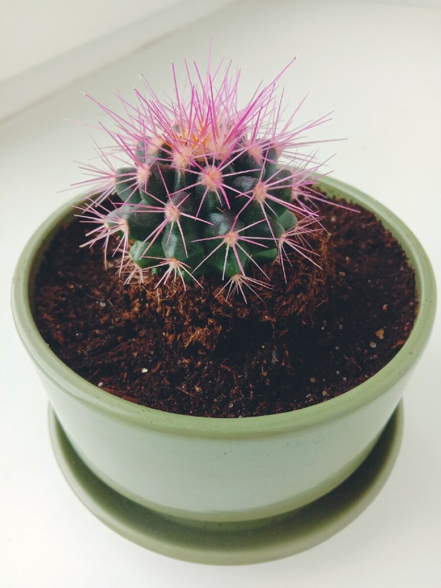 Кактус Эхинокактус грузони красный