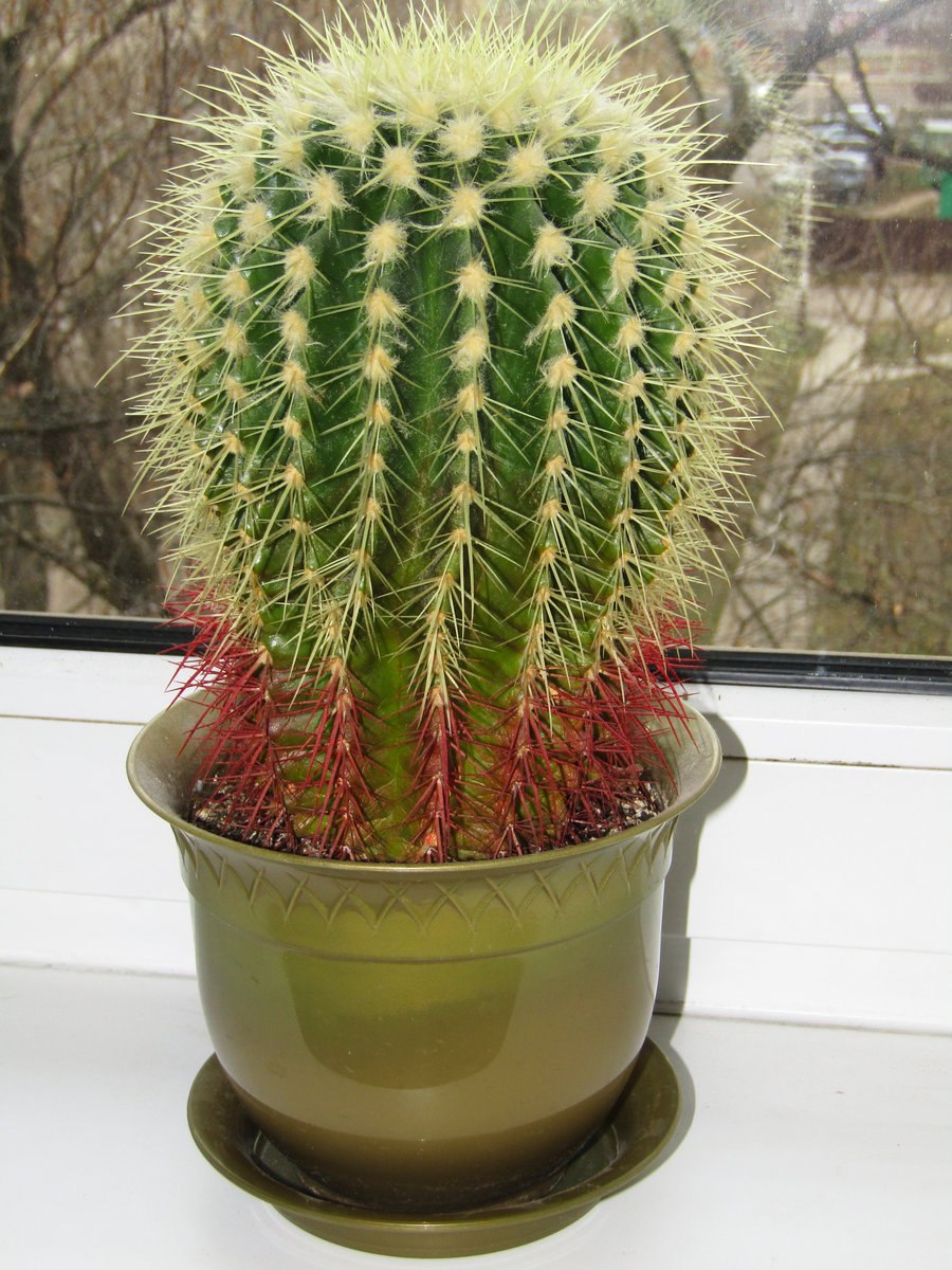 Эхиноцереус ригидиссимус