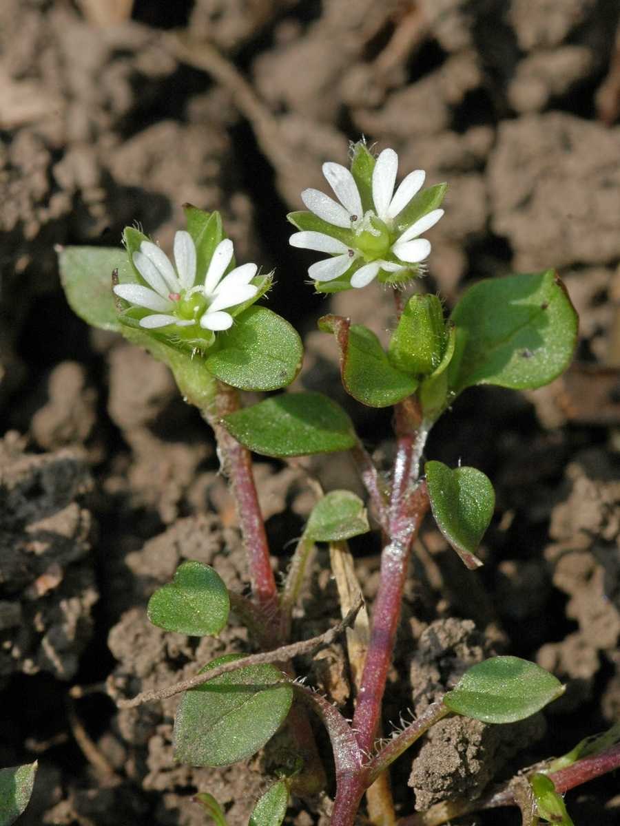 Звездчатка средняя (Stellaria Media)