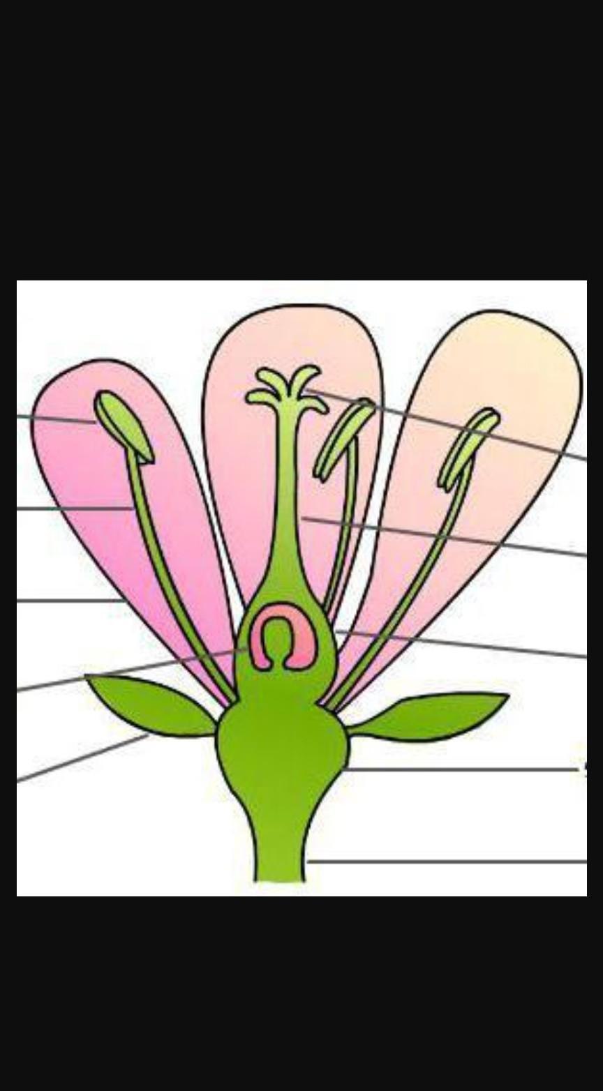 Части цветка