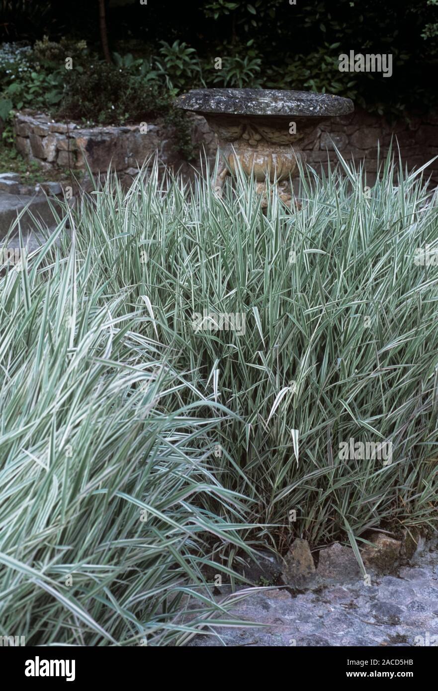 Миксбордер со злаками