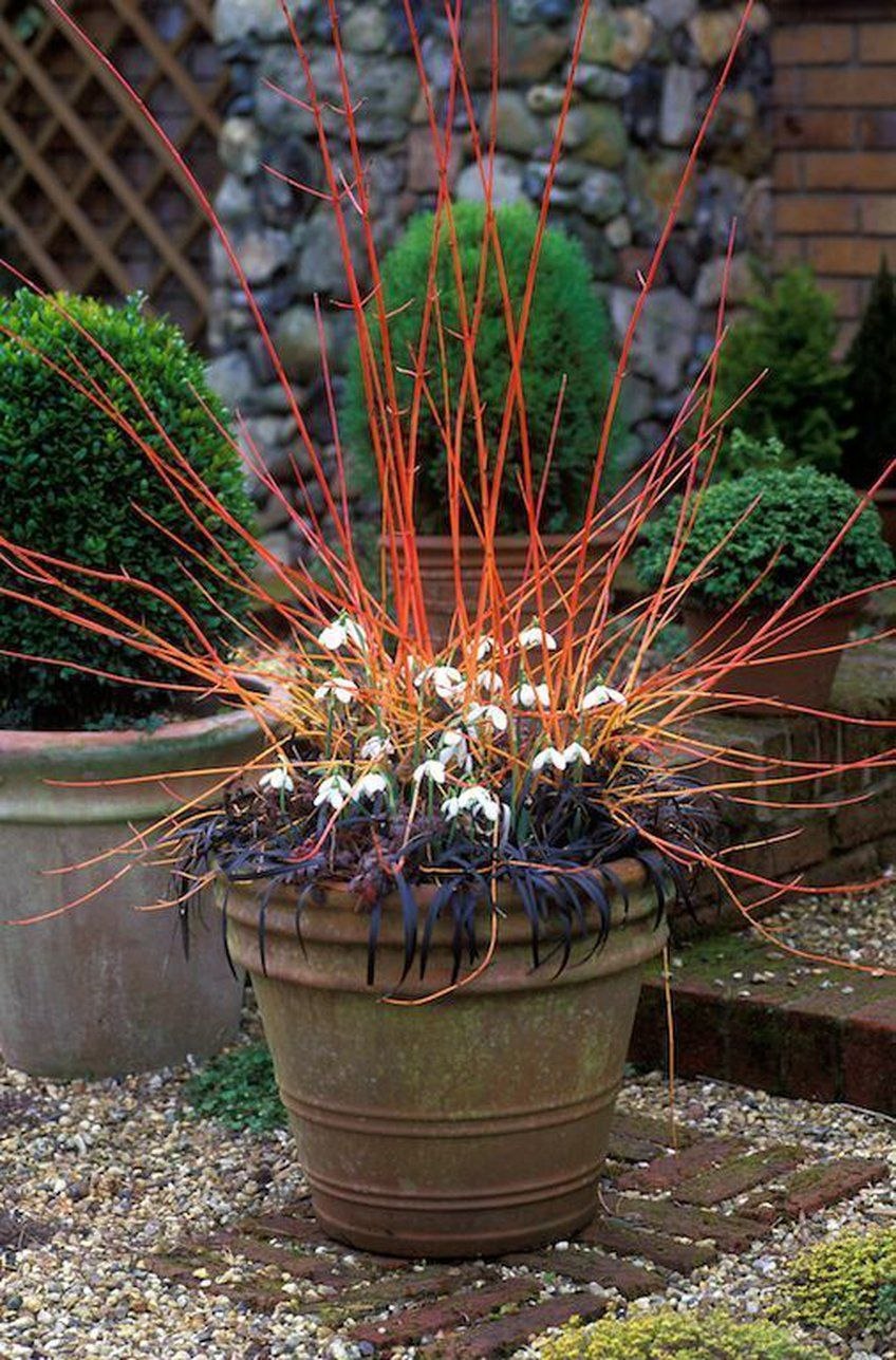 Дерен Cornus sanguinea