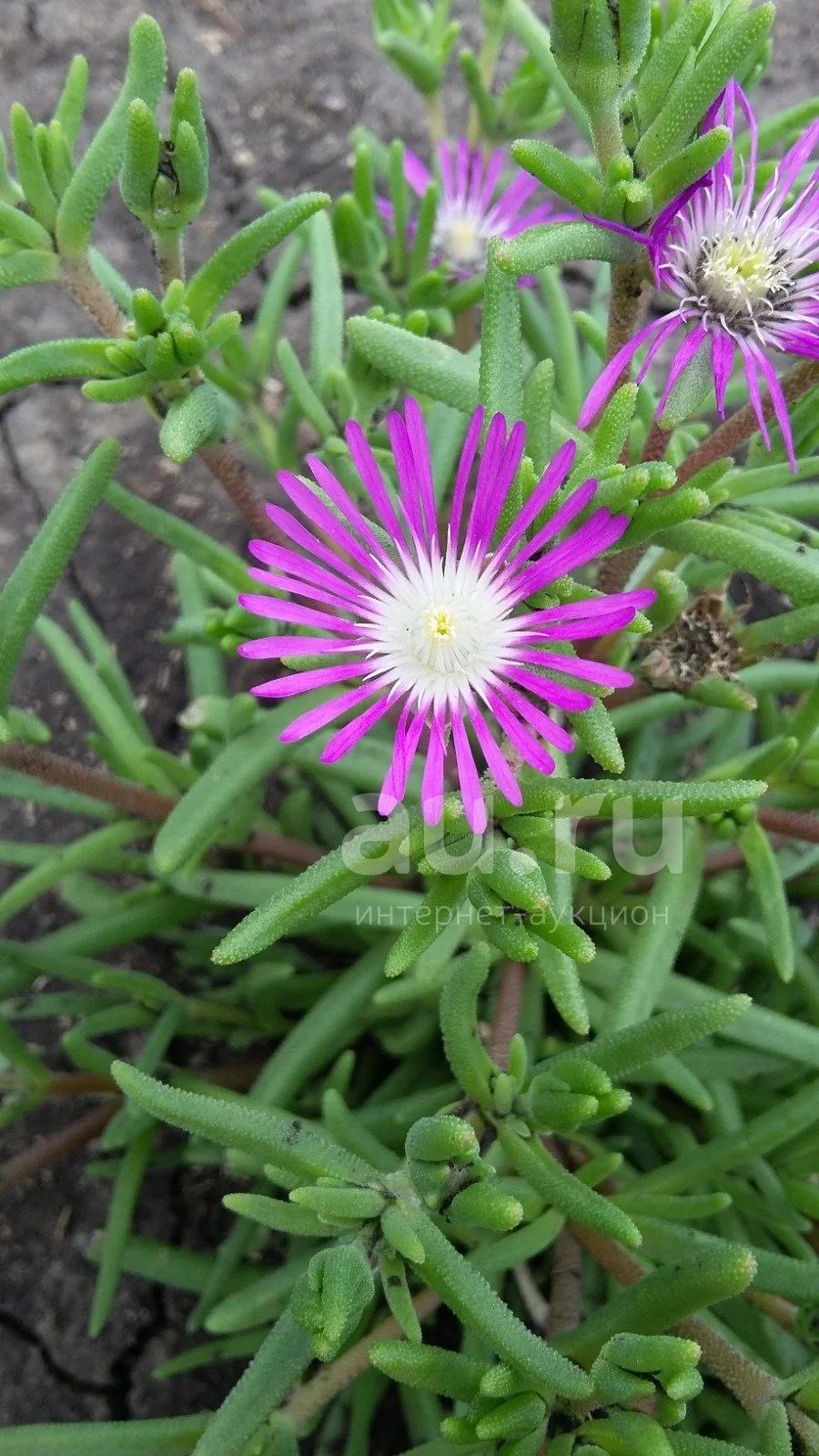 Цветок делосперма Купера