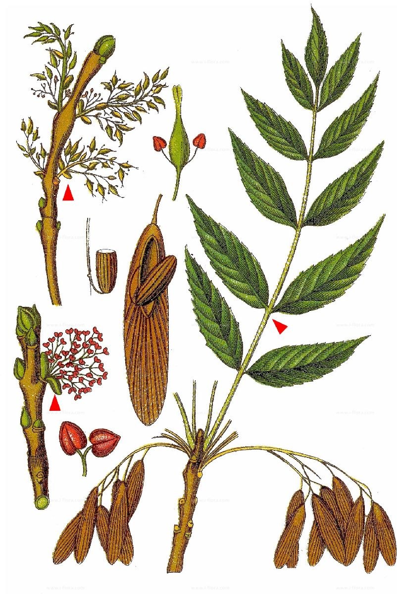 Ясень листья и плоды