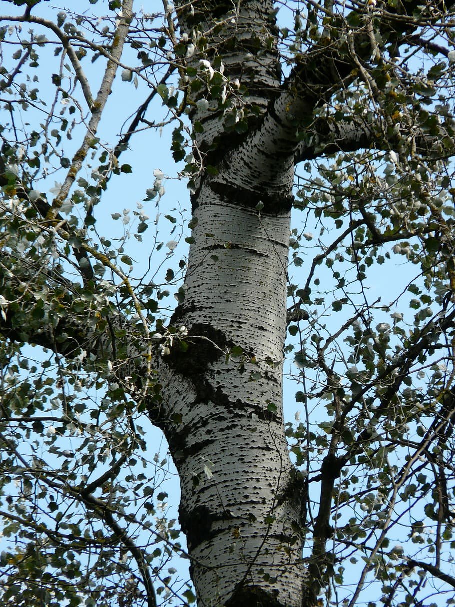Осина (Populus tremula)