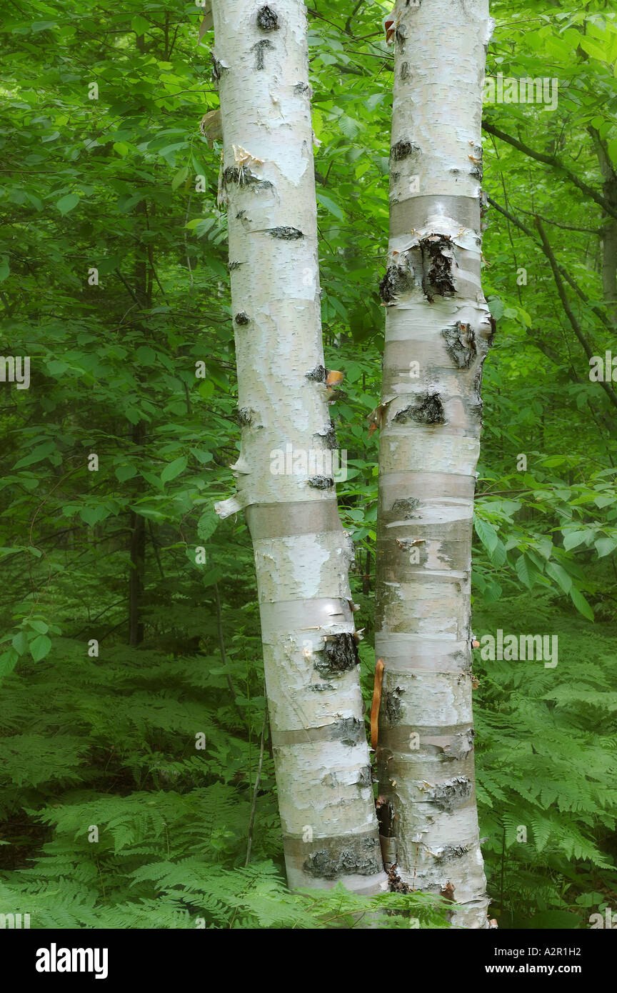 Осина Лесная