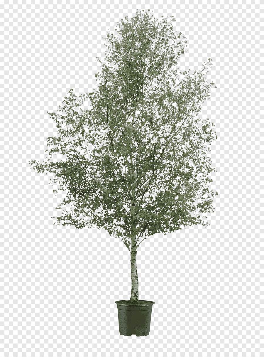 Дуб черешчатый раскидистая крона