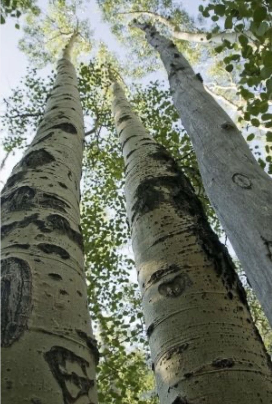 Береста осины