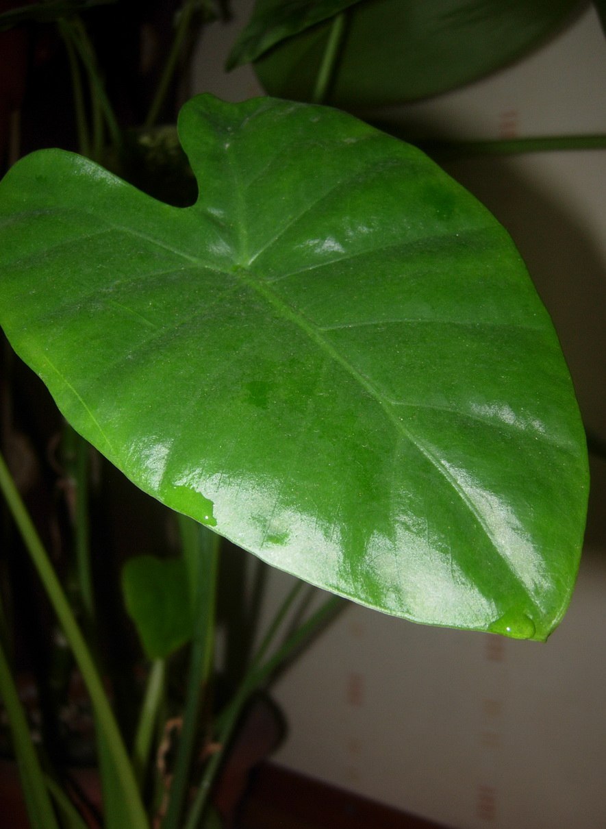 Алоказия Ароидные