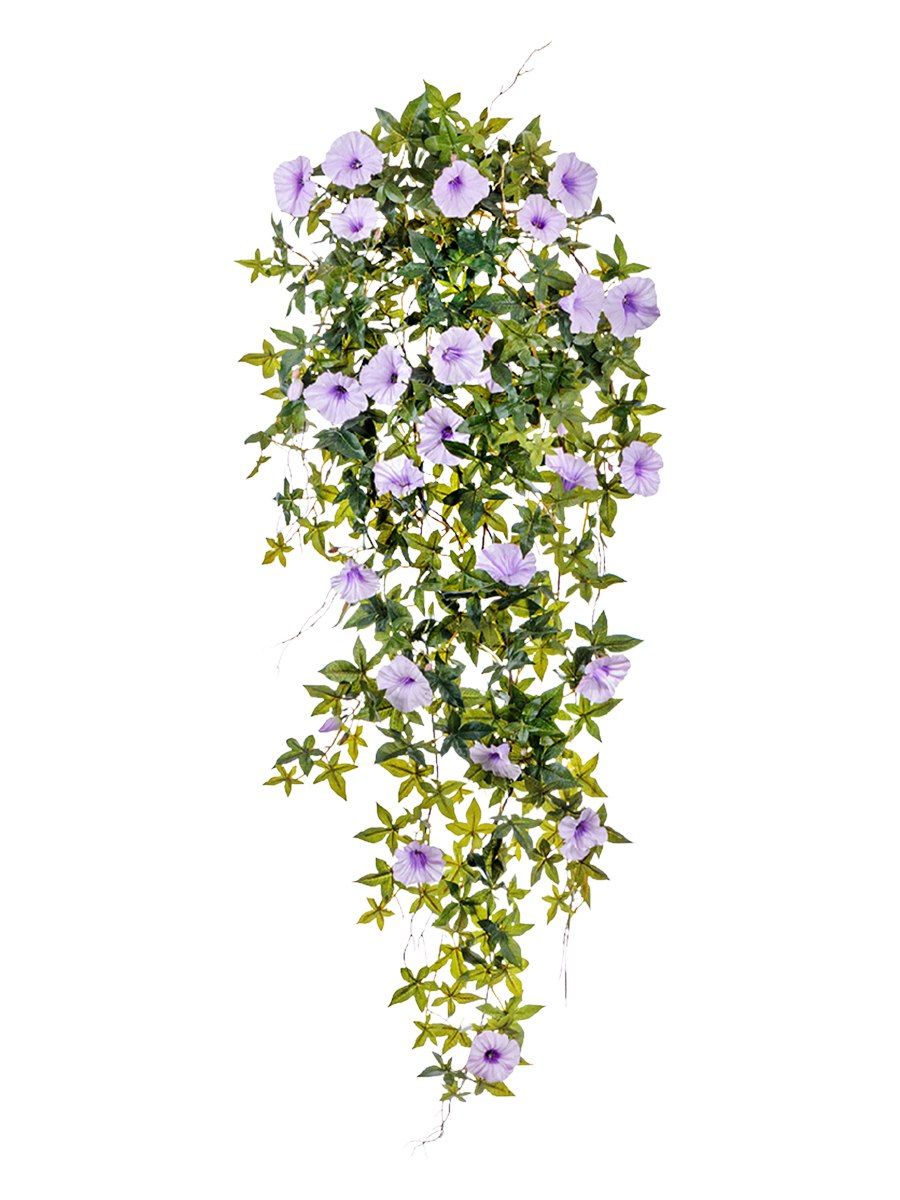 Вьюн цветок