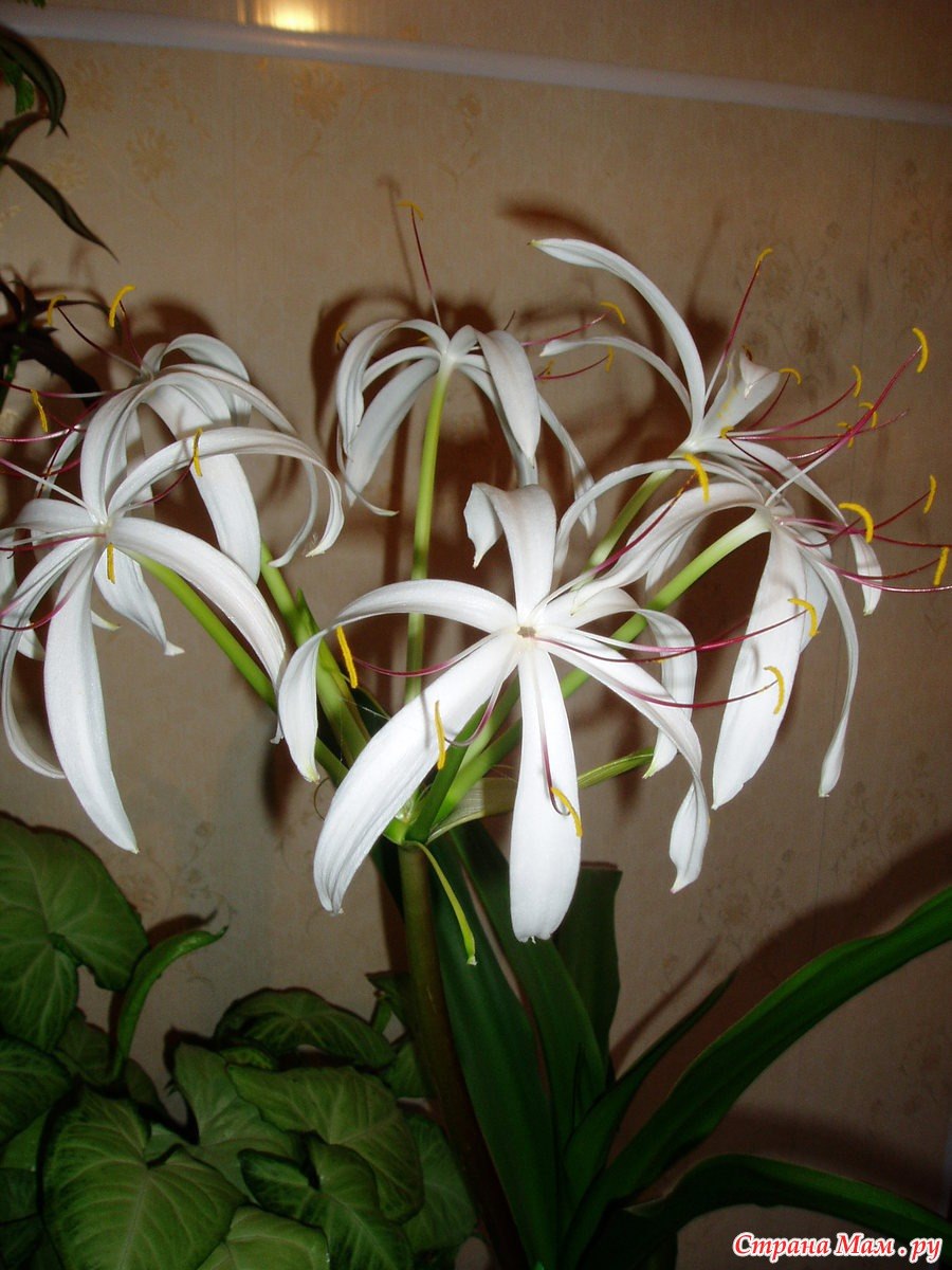 Аухаристон Лилия комнатная
