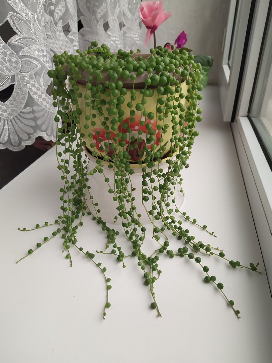 Крестовник крупноязычковый