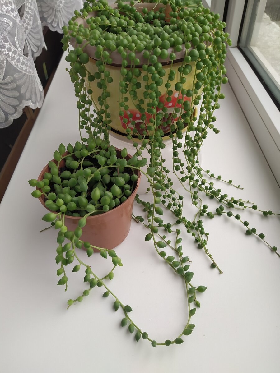 Суккулент крестовник Роули