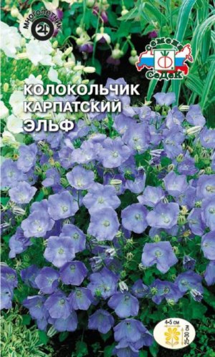 Колокольчик белый эльф (68 фото)