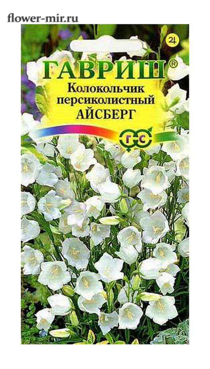 Колокольчик Кампанула белый