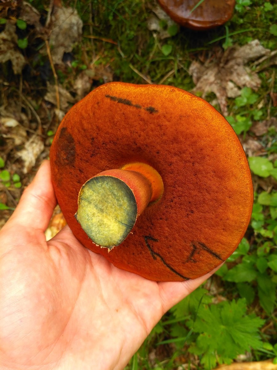 Боровик прекрасный Rubroboletus pulcherrimus